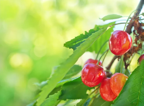 Cherry — Stock Photo, Image