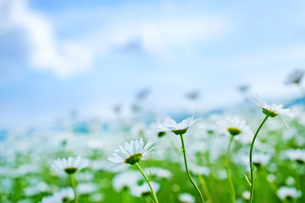 Camomille field — Stock Photo, Image