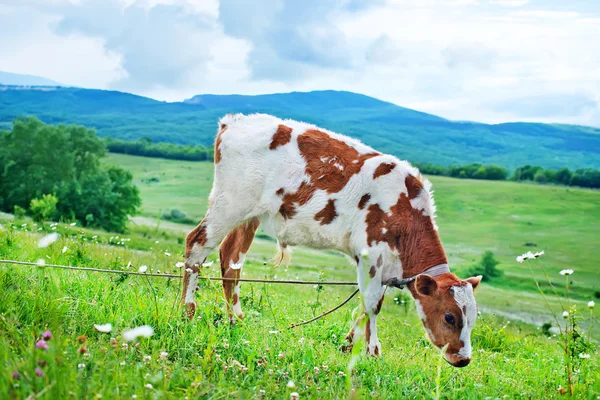 Caw en el campo — Foto de Stock