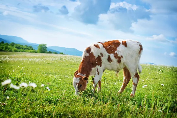 Caw en el campo — Foto de Stock