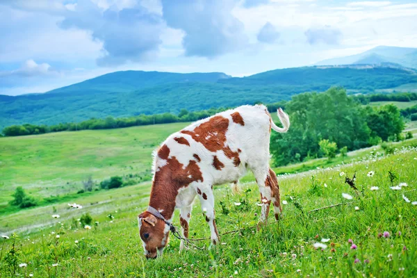 Caw en el campo — Foto de Stock