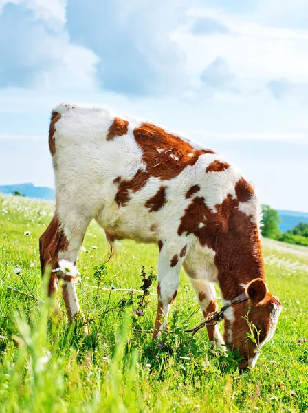 Caw en el campo — Foto de Stock