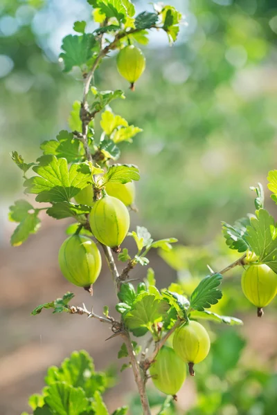 Gooseberry — Stock Photo, Image