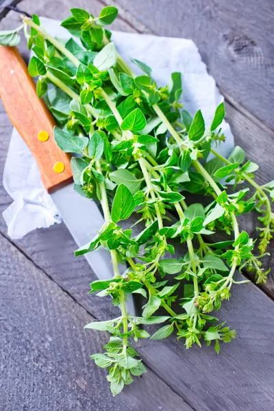 Frischer Oregano — Stockfoto