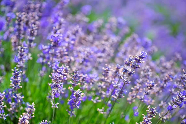 Campo de lavanda — Foto de Stock