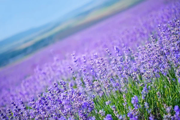 Lavendelfelt – stockfoto