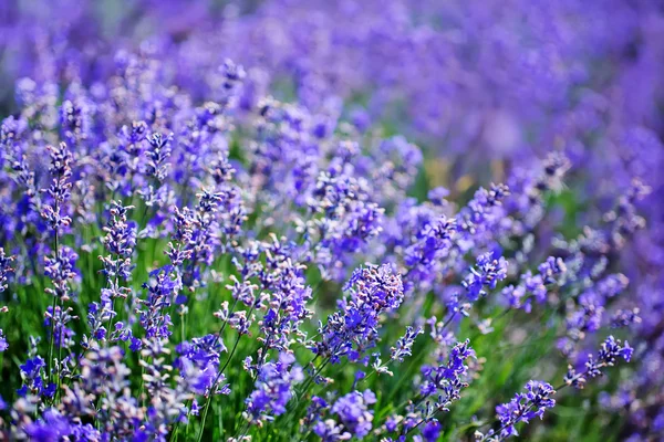 Campo de lavanda — Foto de Stock