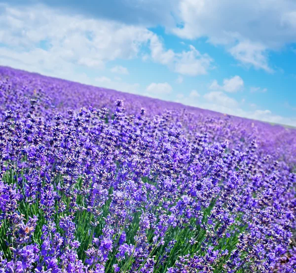 Lavendelfelt – stockfoto