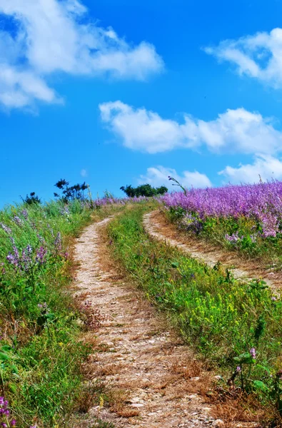 Blomsterfält — Stockfoto