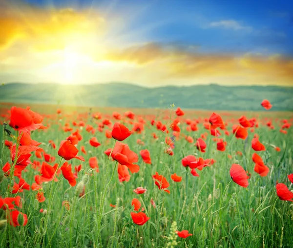 Poppies in field — Stock Photo, Image