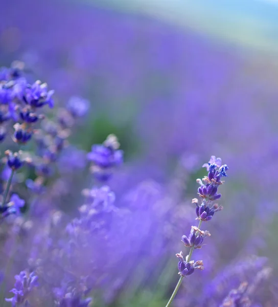 Lavendelmark - Stock-foto