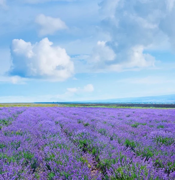 Lavender field — Stock Photo, Image