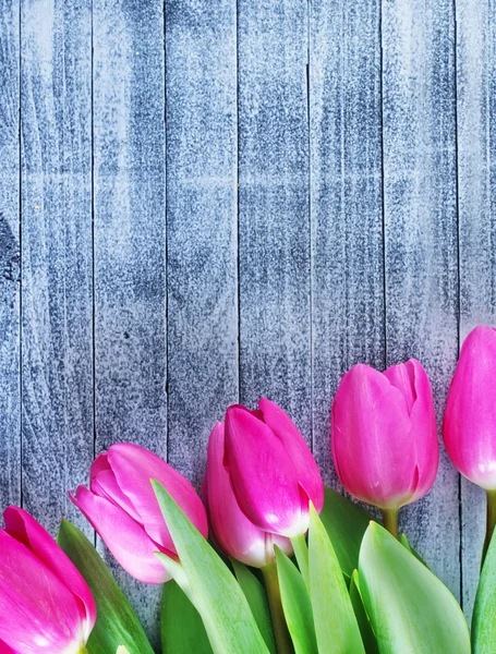 Roze tulpen — Stockfoto