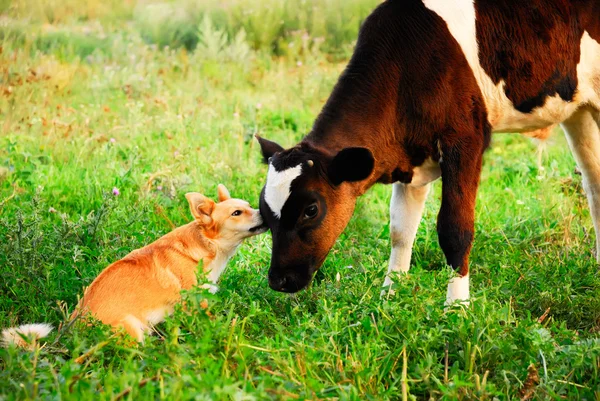 Comunicación entre perros y terneros — Foto de Stock