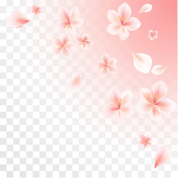Rosa Sakura Blommor Och Flygande Kronblad Isolerad Transparent Rosa Lutning — Stock vektor