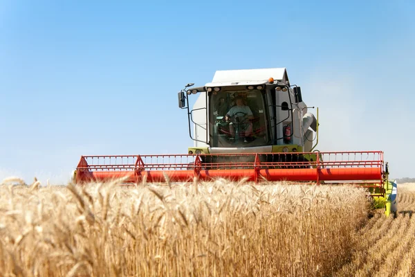 Unire la mietitrebbia lavorando su un campo di grano — Foto Stock