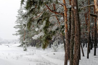 Çam ormanının karla kaplı manzarası.