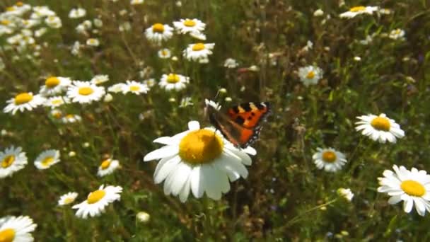 Butterfly ' and ' bloemen — Stockvideo