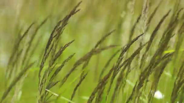 Herbe roseau 