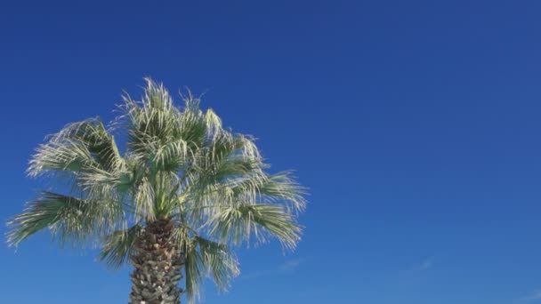 Palmera y cielo azul — Vídeo de stock