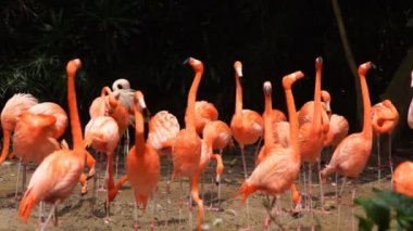 pembe flamingolar