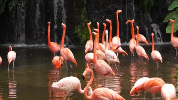 Flamants roses 