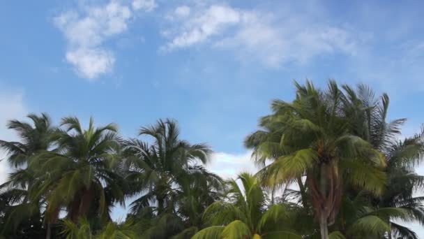 Palmen en blauwe hemel — Stockvideo