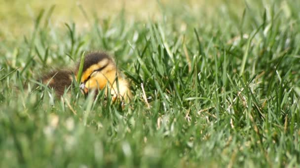 Bébé canard endormi — Video