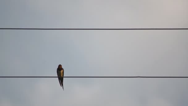 Één vogel op draad — Stockvideo