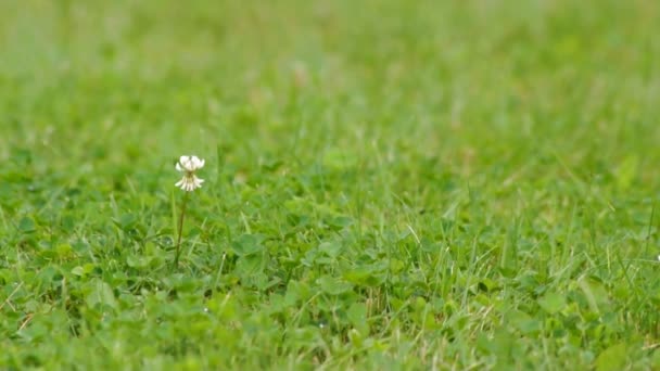 Grass cutting — Stock Video