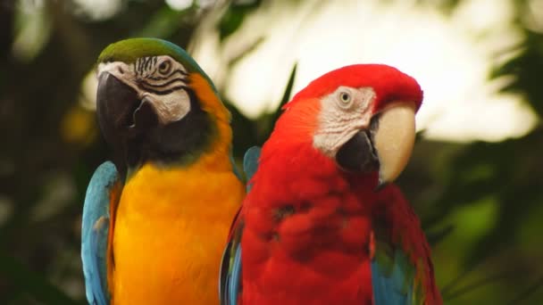 Macaw parrots — Stock Video