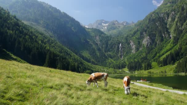 在奥地利阿尔卑斯山的牛 — 图库视频影像