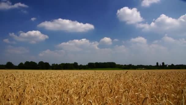 Campo de centeno — Vídeo de stock