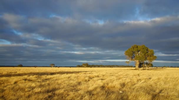 Paisaje australiano — Vídeos de Stock