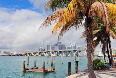 Miami şehir tropikal görünüm