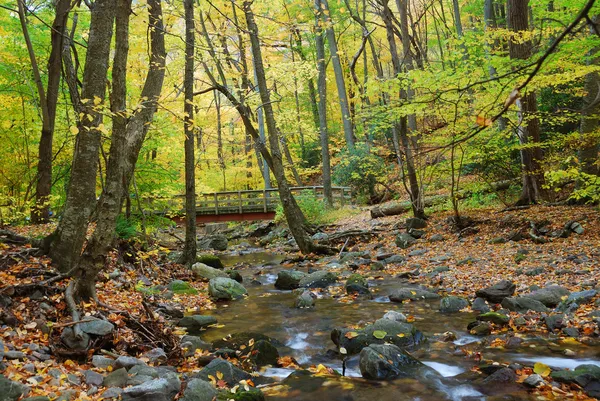 Holzbrücke mit Herbstwald — Stockfoto