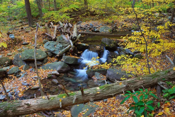 Bosque de otoño — Foto de Stock