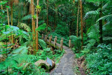 Tropical rain forest in San Juan clipart