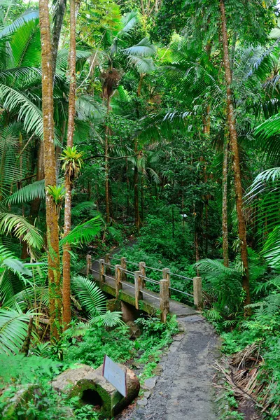 Foresta pluviale tropicale a San Juan — Foto Stock