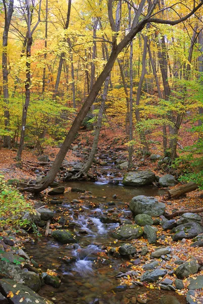 Yellow maple trees and creek — Stock Photo, Image