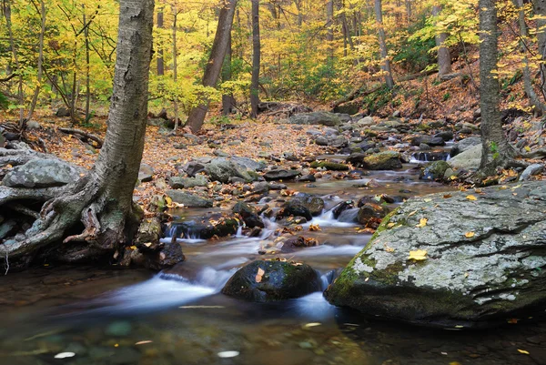 Sonbahar creek ve ağaçlar — Stok fotoğraf