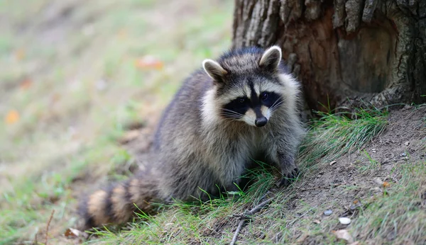 Raccoon Royalty Free Stock Photos