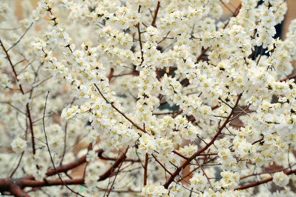 Beihai park třešňový květ — Stock fotografie
