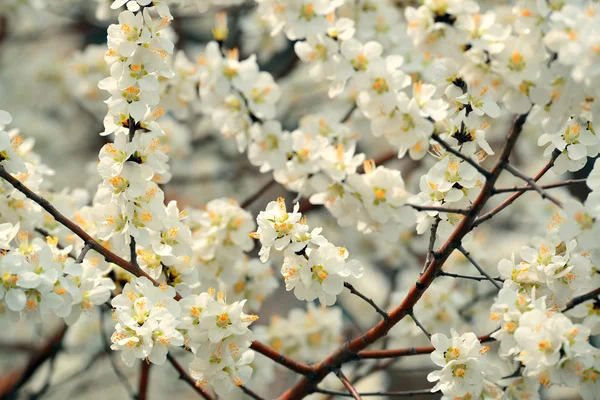 Цветение вишни в парке Бэйхай — стоковое фото