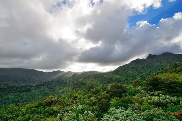 Tropikalny las deszczowy w san juan — Zdjęcie stockowe