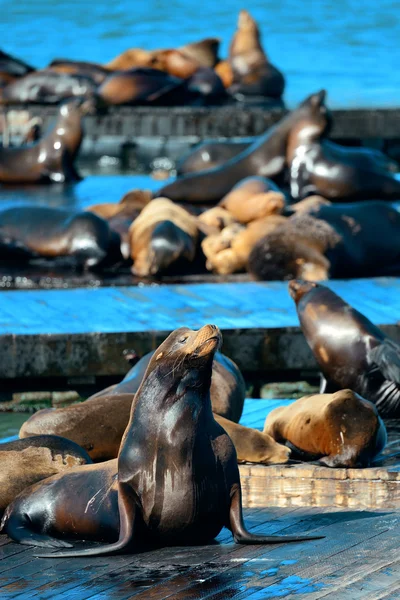 Zeehonden — Stockfoto