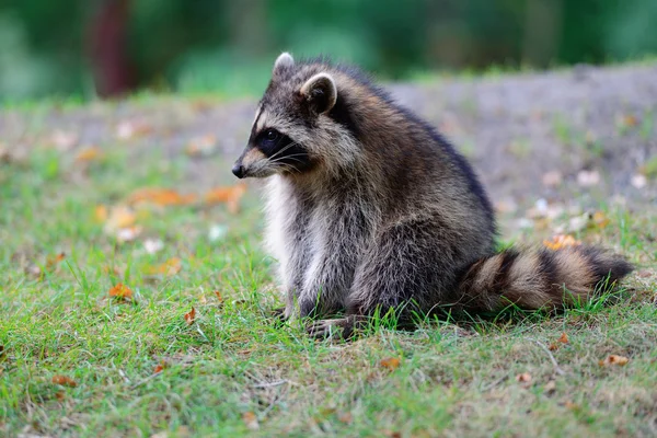 Mapache. — Foto de Stock