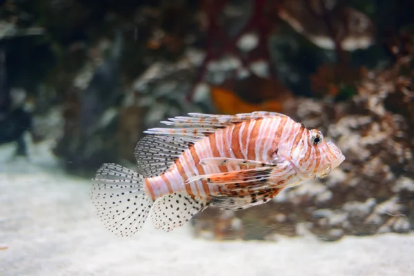 Acuario de Londres — Foto de Stock