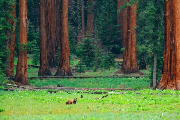 熊在红杉国家公园 — 图库照片