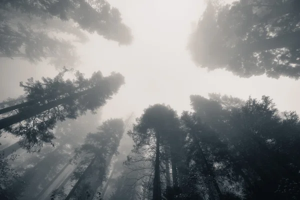 霧の中で巨大なツリー — ストック写真